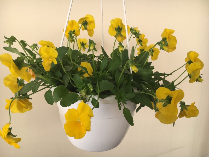 Viola ricadente giallo basket 18