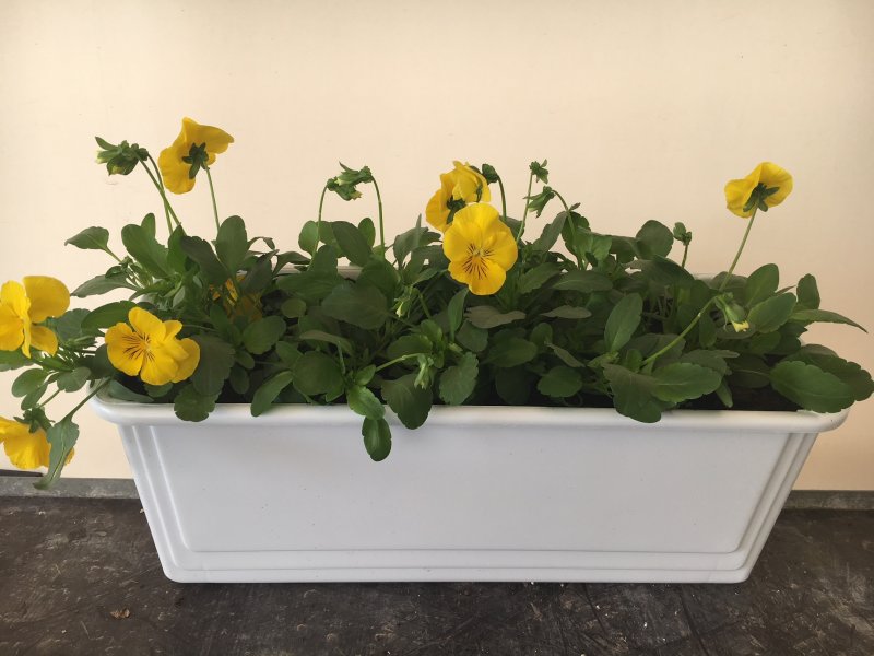 Viola ricadente balconetta