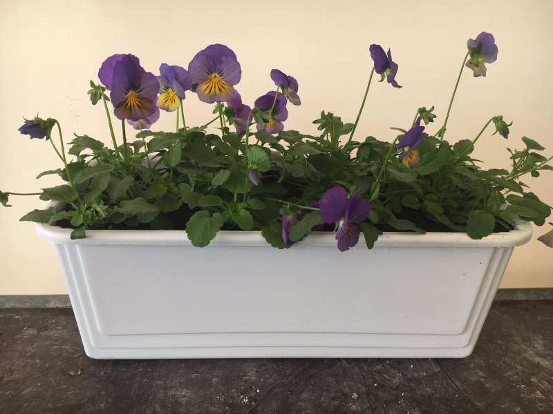 Viola ricadente balconetta