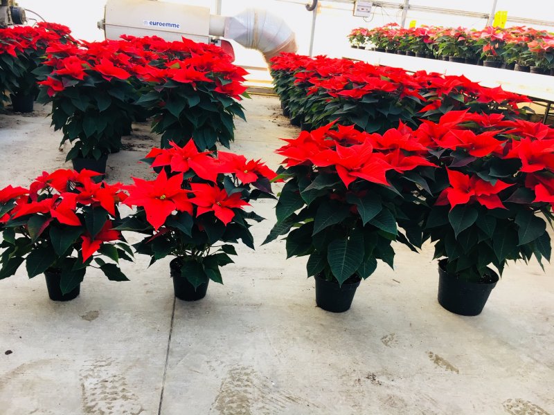Poinsettie - stelle di natale