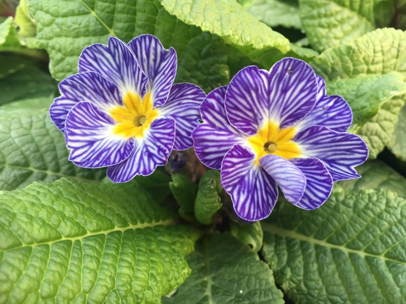 Primula blue zebra