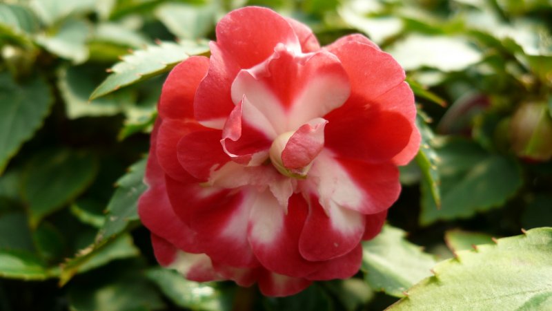 Impatiens a fiore doppio