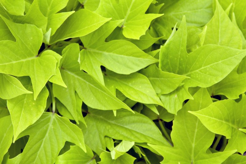 Ipomea sweet caroline light green