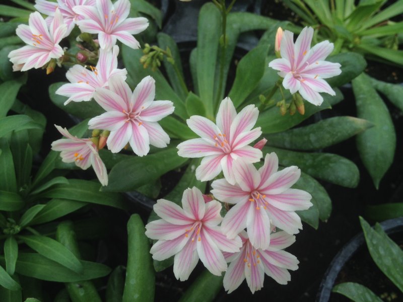 Lewisia
