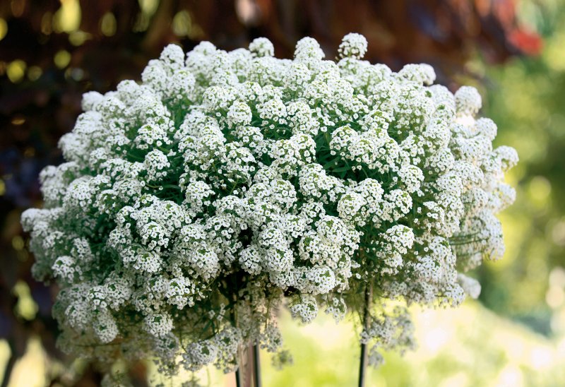 Lobularia
