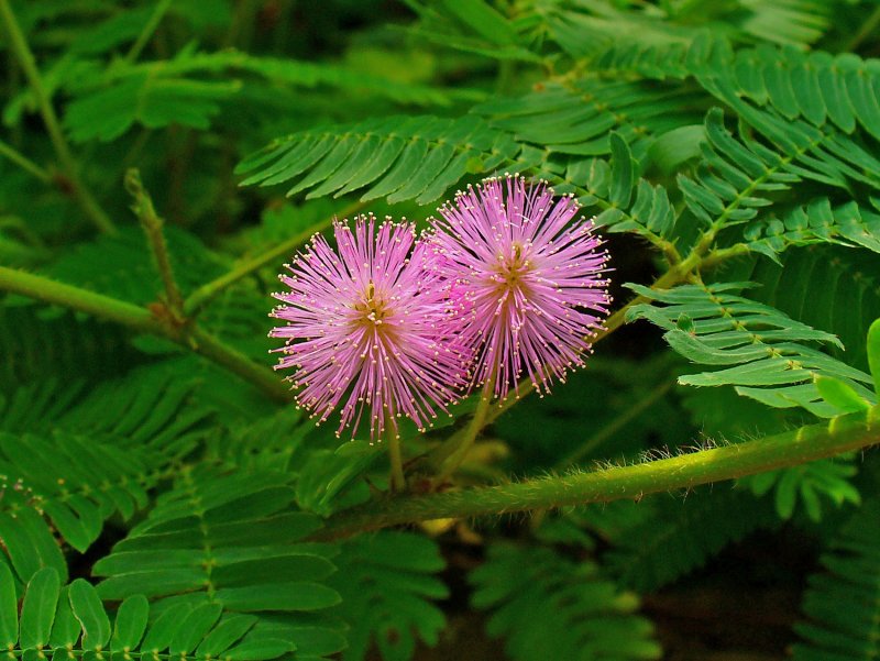 Mimosa pudica sensitiva