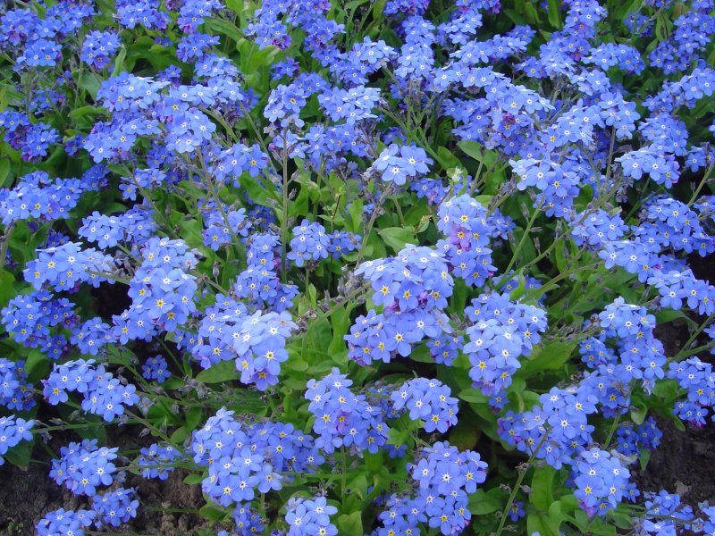 Myosotis