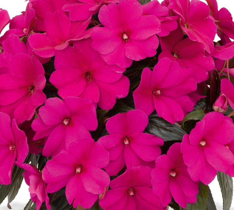 Impatiens della nuova guinea Magnum