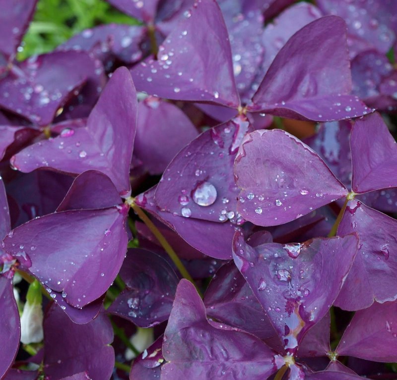Oxalis burgundy wine