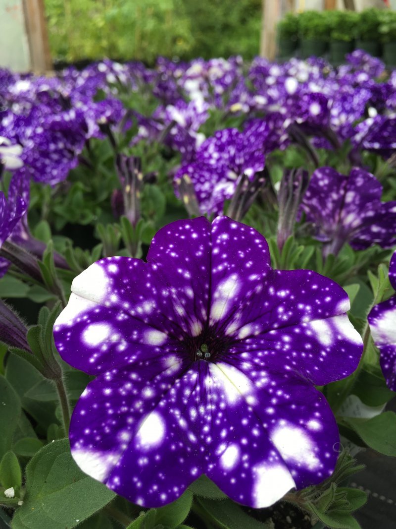 Petunia ricadente Nightsky