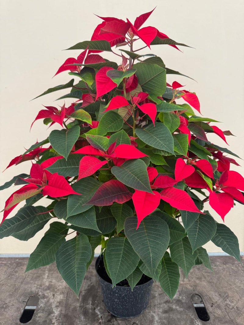 POINSETTIE 