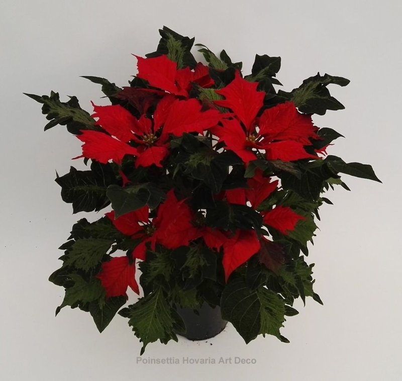 Poinsettia Art Deco 