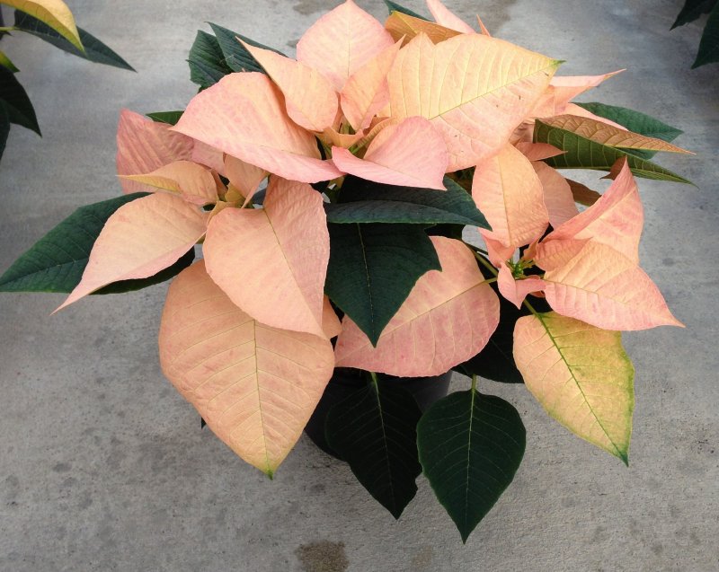 Poinsettia autumn leaves 