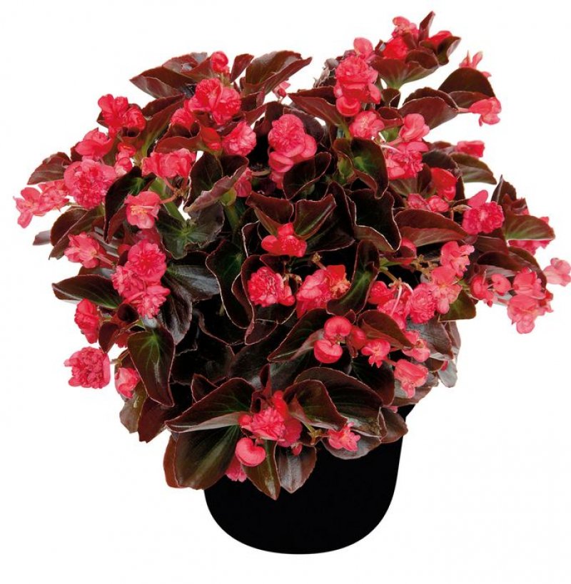 Begonia gumdrop fiore doppio