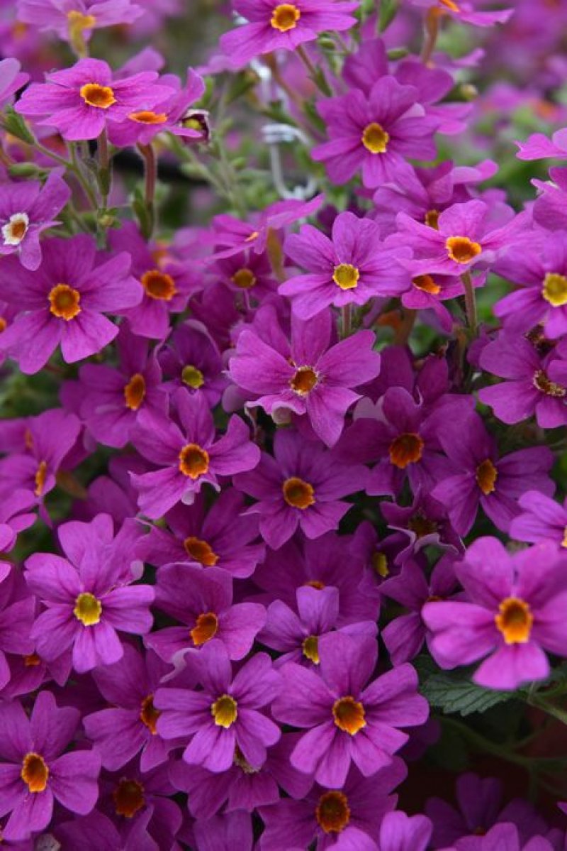 James brittenia Purple