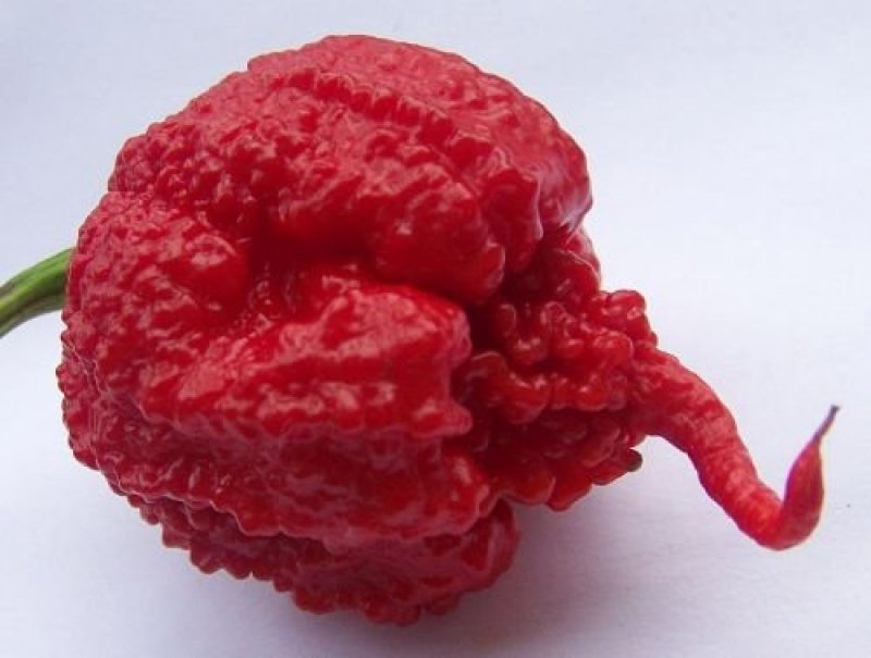 Peperoncino caroliner reaper