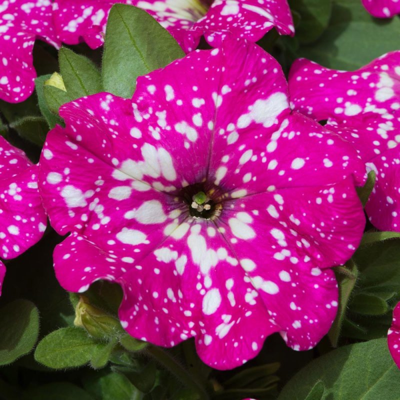 Petunia ricadente Babydoll