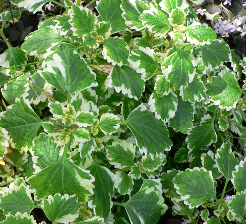 Plectrantus