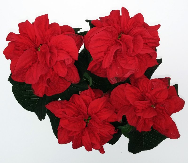 Poinsettia winter rose red 