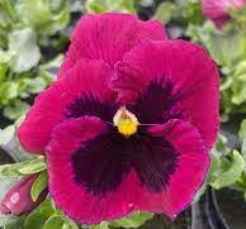 Viola del pensiero rosa con occhio 
