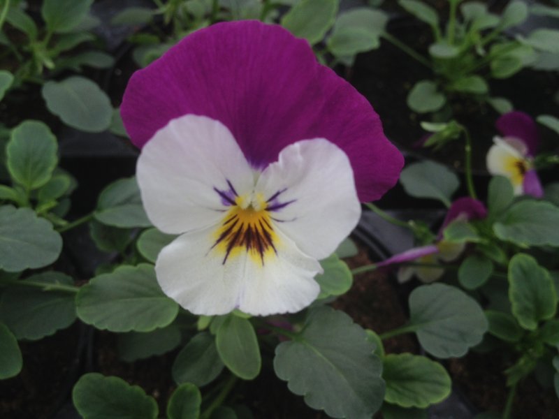 Viola ricadente violetto/bianco