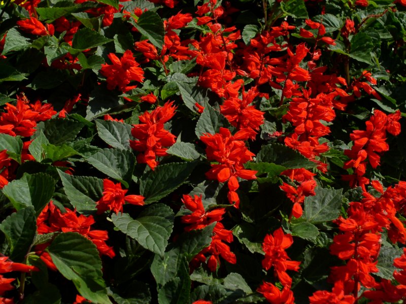 Salvia Splendens