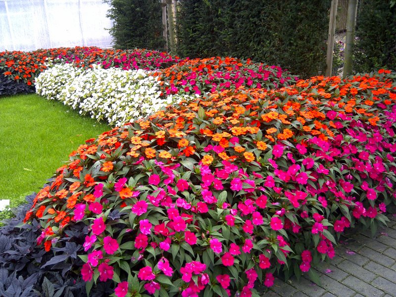 Sunpatiens