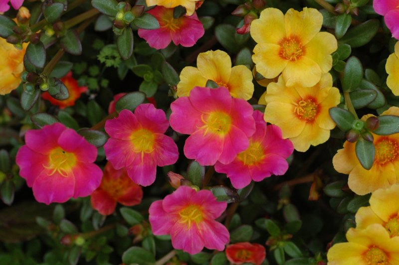 Portulaca Foglia Larga
