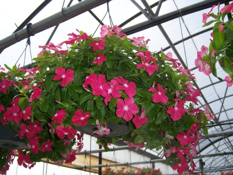 Vinca ricadente