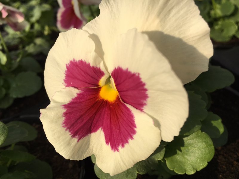 Viola del pensiero bianco con occhio rosa