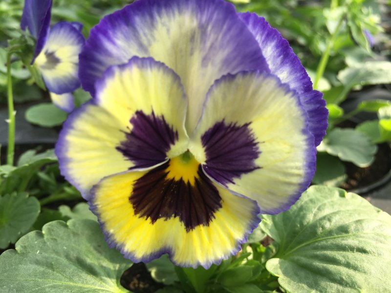 viola del pensiero blueberry
