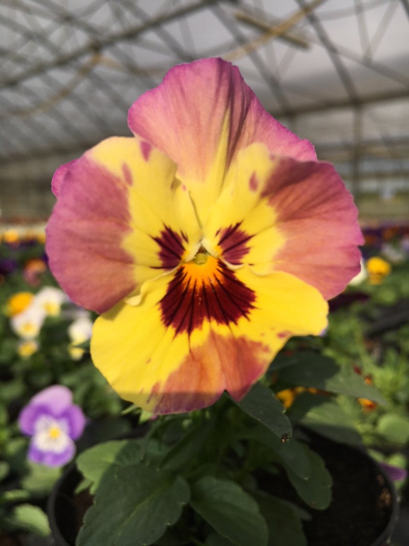 Viola mini frangiatella 