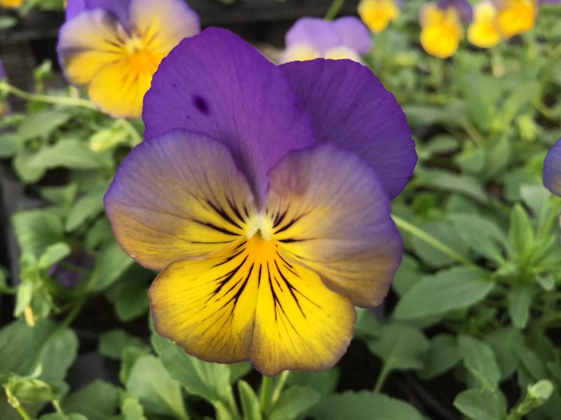 Viola ricadente skies
