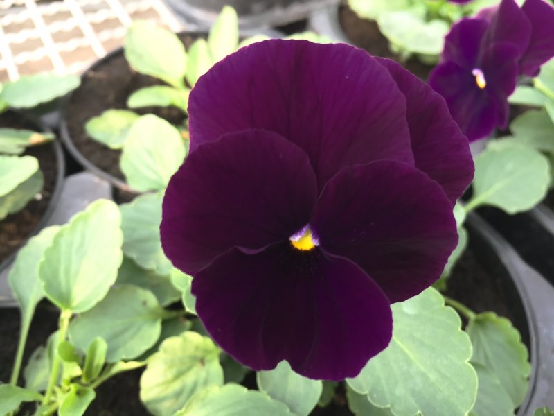 Viola ricadente purple 