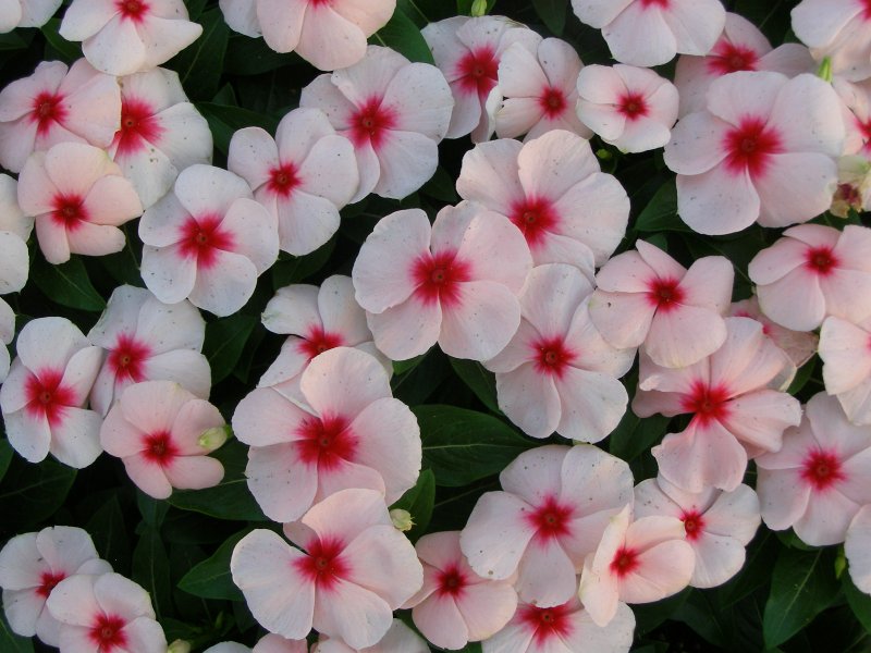 Vinca