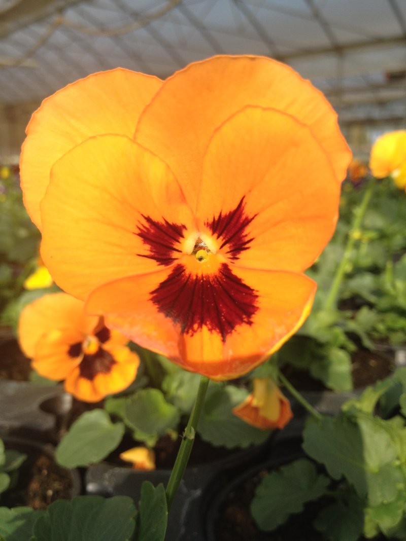 Viola del pensiero arancio con occhio