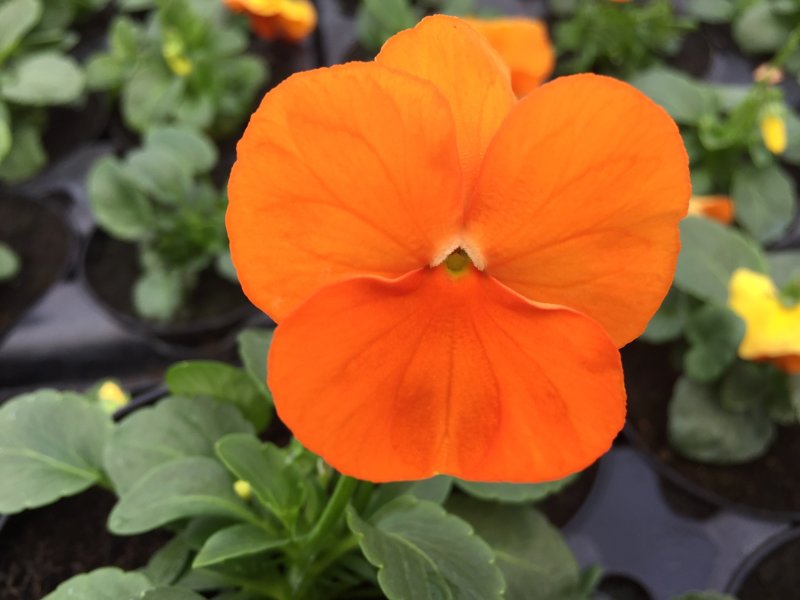 viola del pensiero  arancio puro