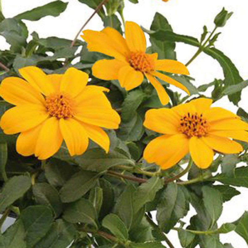 Aspilia Solero