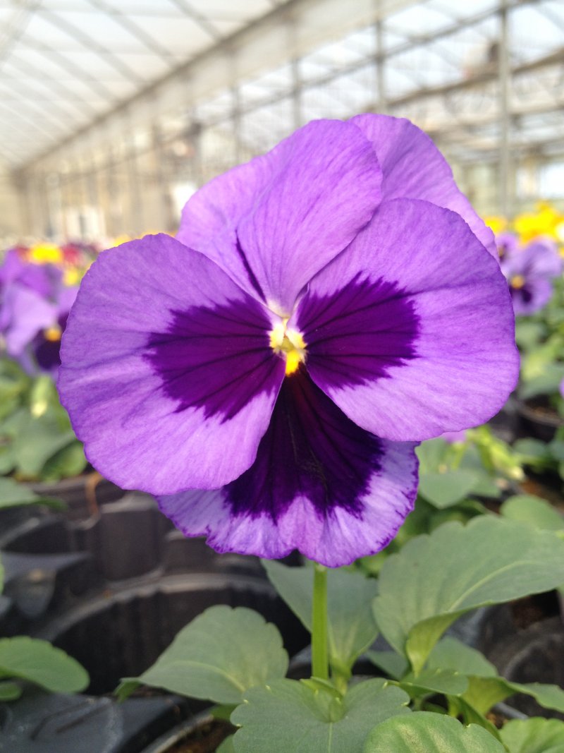 viola del pensiero azzurro con occhio
