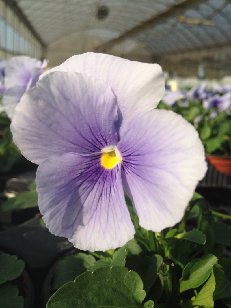 viola del pensiero  azzurro puro