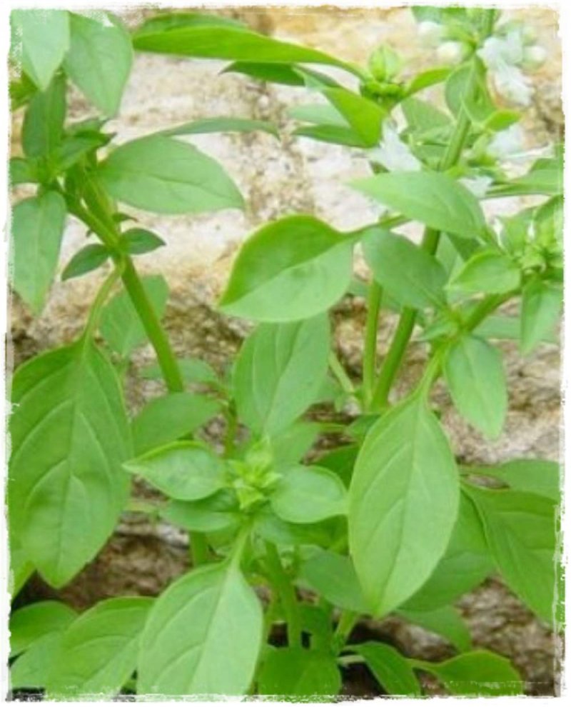 Basilico al limone