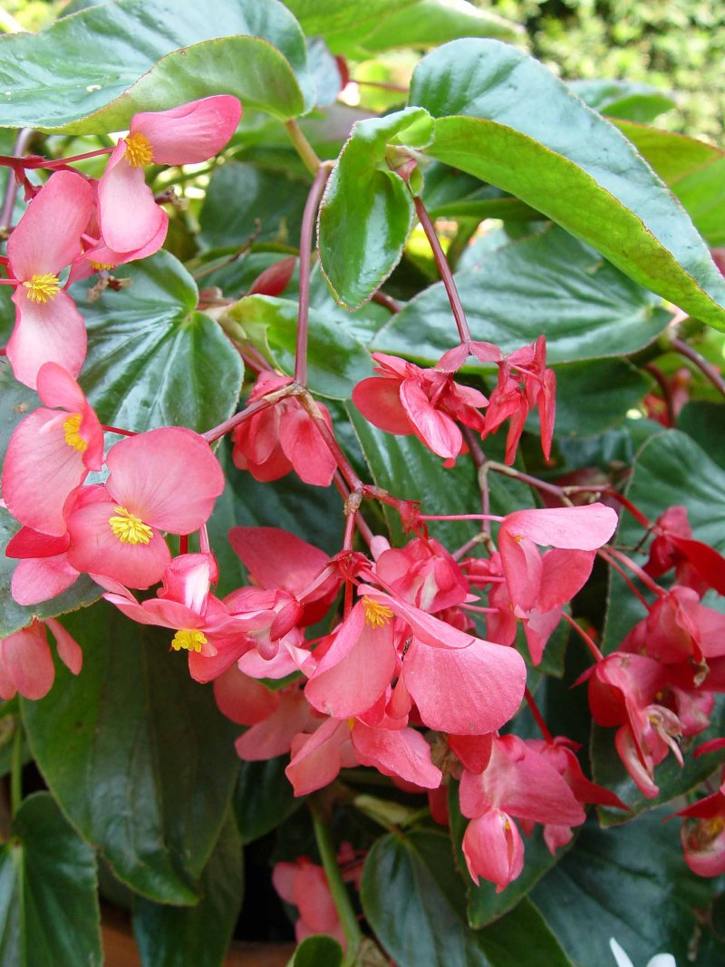 Begonia dragon wing 