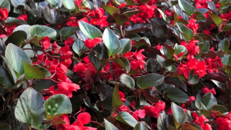 Begonia big