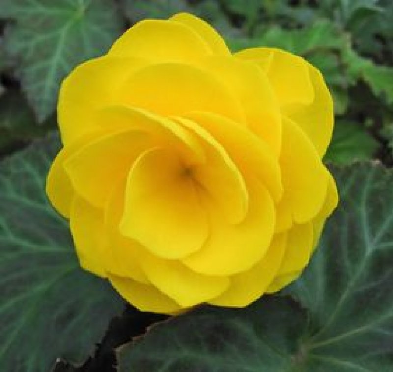 Begonia tuberhybrida no stop