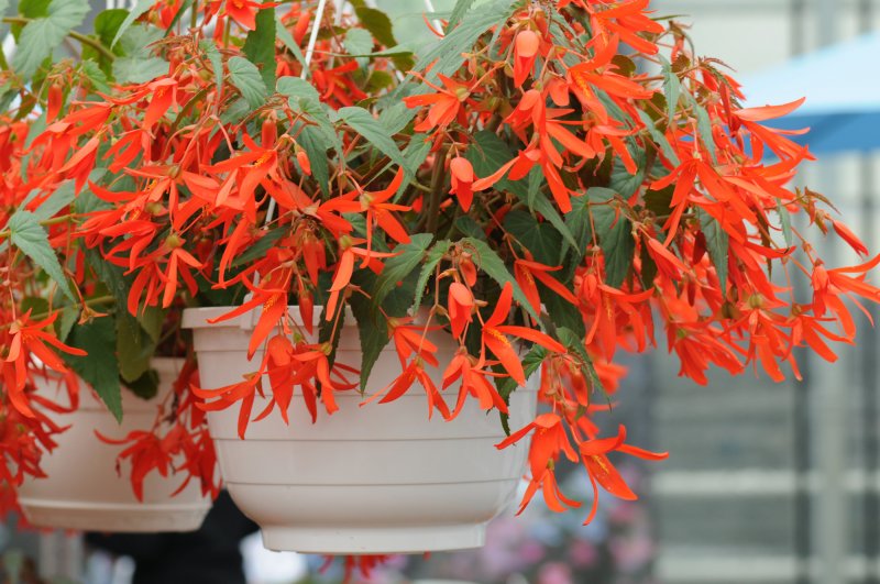 Begonia summerwing orange