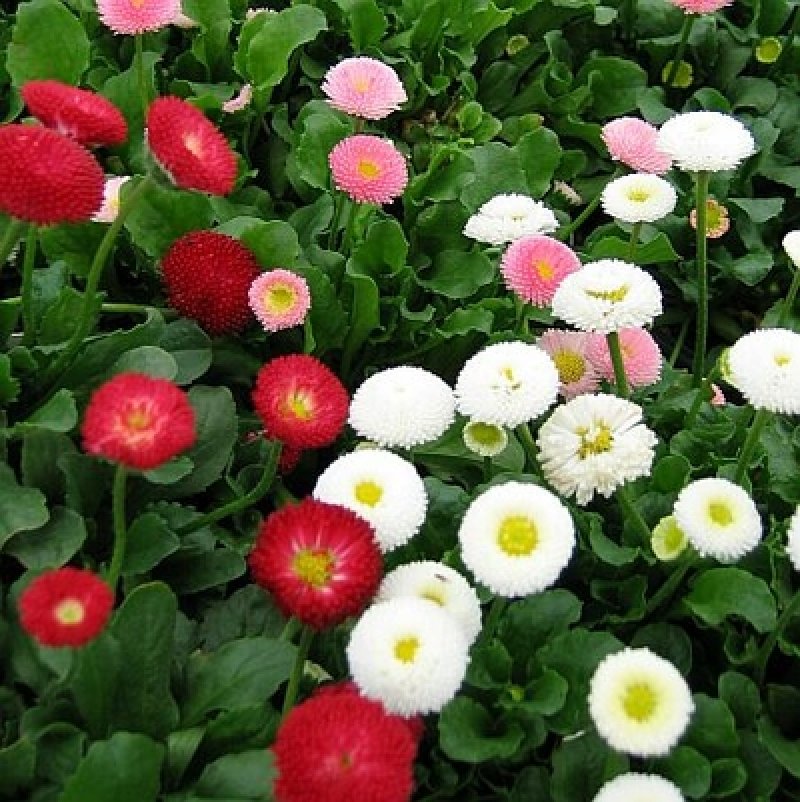 Bellis perennis