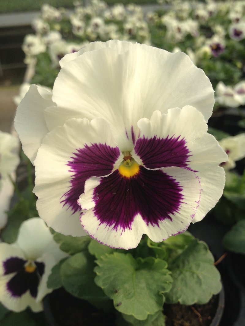 Viola del pensiero bianco con occhio