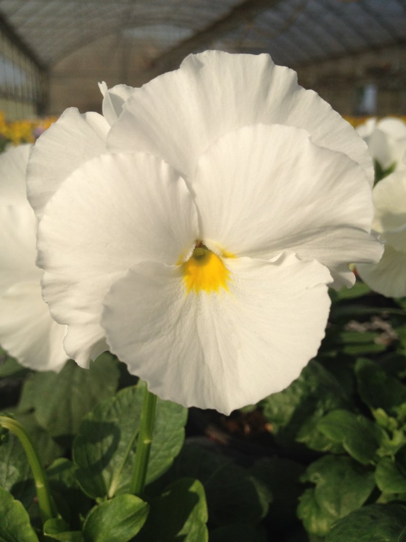 viola del pensiero  bianco puro