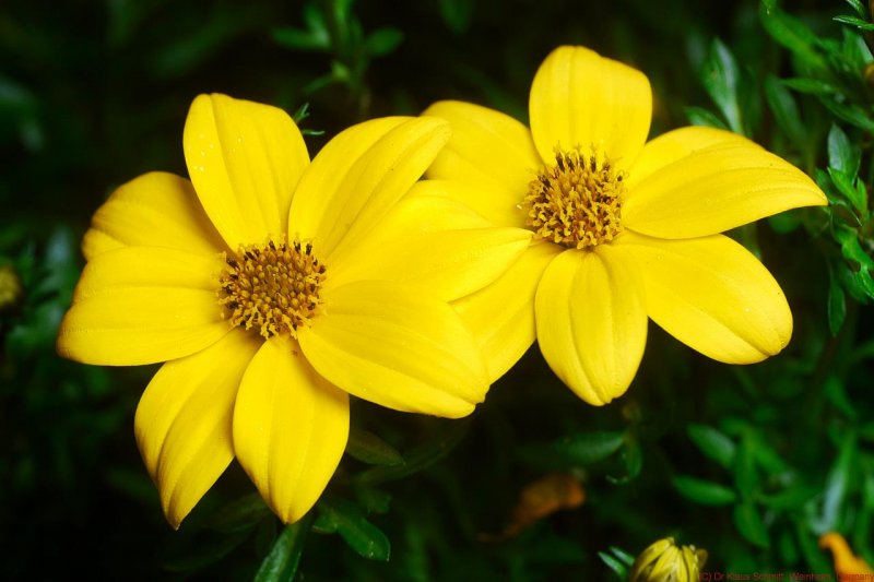 Bidens
