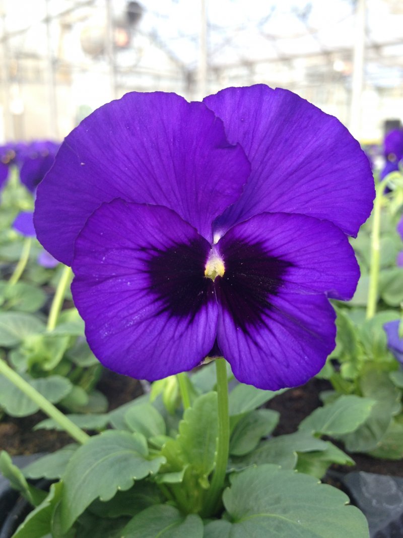 viola del pensiero blu con occhio